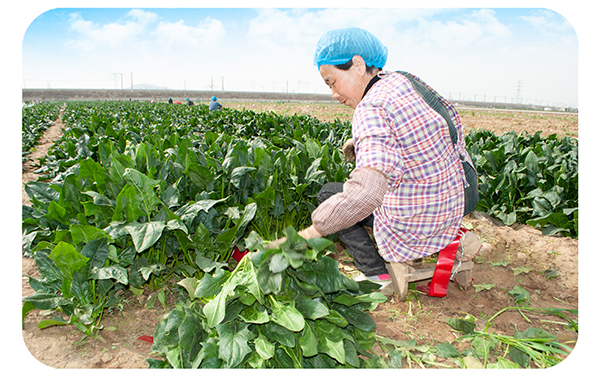 The spinach was harvested in early April 2021